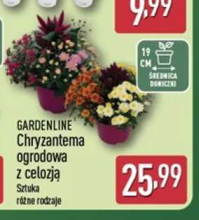 Chryzantema ogrodowa z celozją Gardenline
