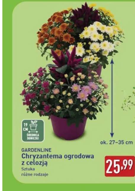 Chryzantema ogrodowa z celozją Gardenline