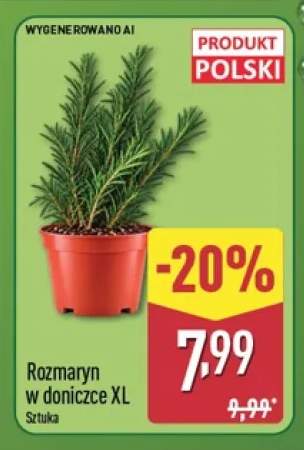 Rozmaryn w doniczce XL