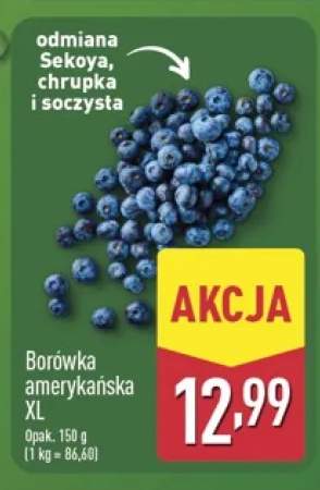 Borówka amerykańska XL