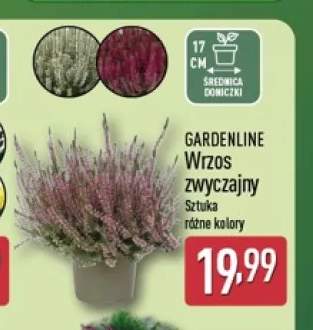 Wrzos zwyczajny Gardenline