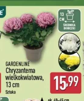 Chryzantema wielkokwiatowa 13 cm Gardenline