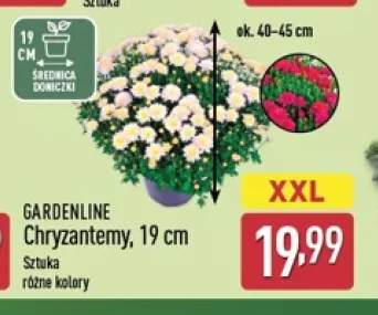 Chryzantemy 19 cm Gardenline