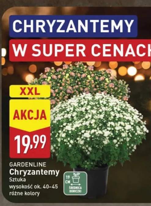Chryzantemy Gardenline