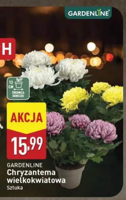 Chryzantema wielkokwiatowa Gardenline