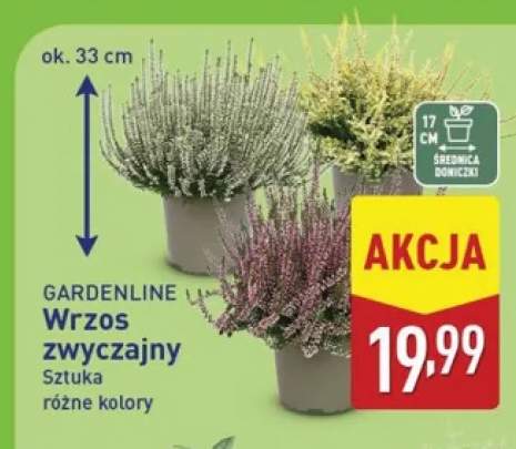 Wrzos zwyczajny Gardenline