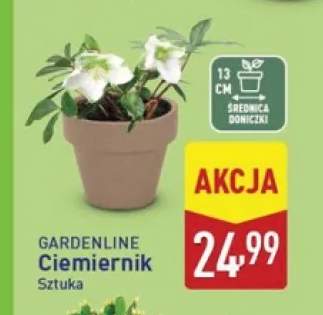 Ciemiernik Gardenline