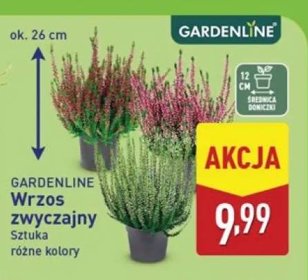 Wrzos zwyczajny Gardenline