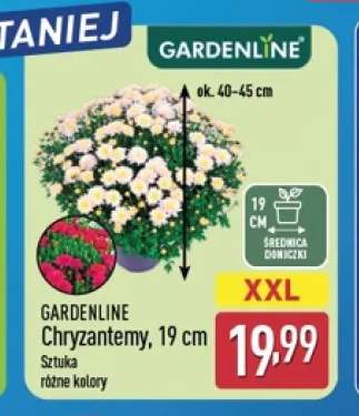 Chryzantemy Gardenline 19 cm