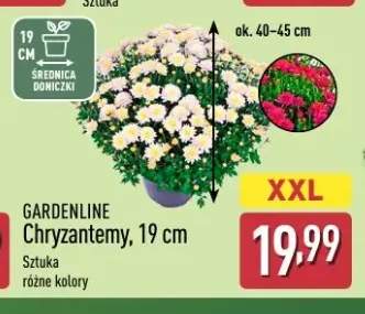 Chryzantemy Gardenline