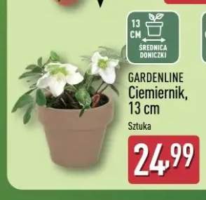 Ciemiernik Gardenline