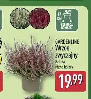Wrzos zwyczajny Gardenline