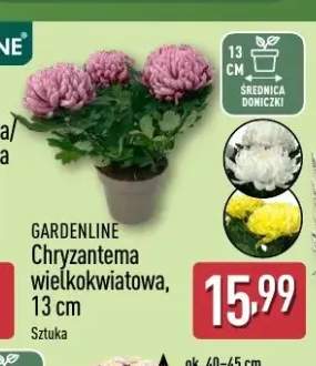 Chryzantema wielkokwiatowa Gardenline