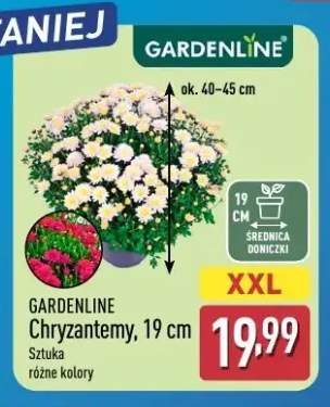 Chryzantemy Gardenline 19 cm
