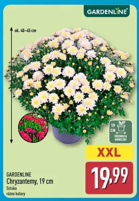 Chryzantemy 19 cm Gardenline