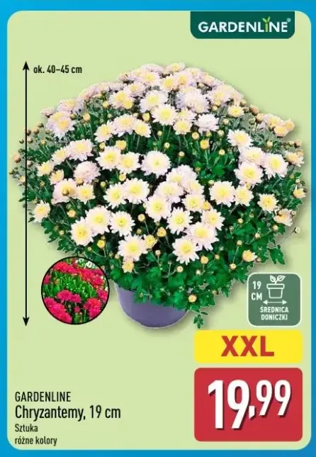 Chryzantemy 19 cm Gardenline