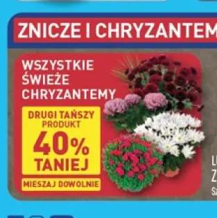 Świeże chryzantemy
