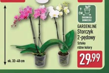 Storczyk 2-pędowy Gardenline