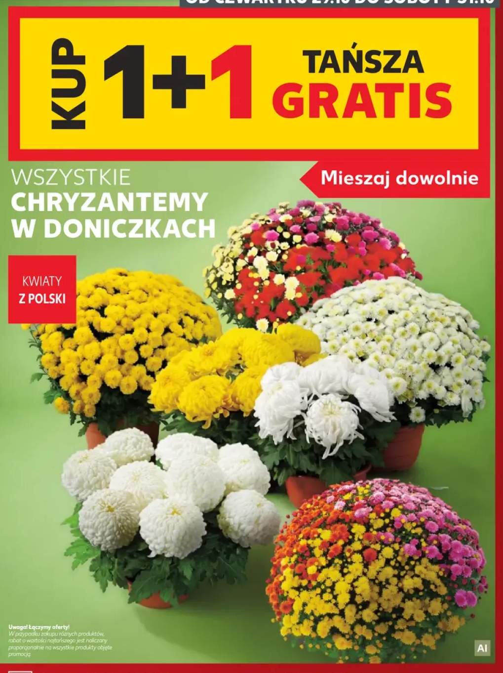 chryzantema