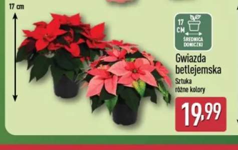 Gwiazda betlejemska