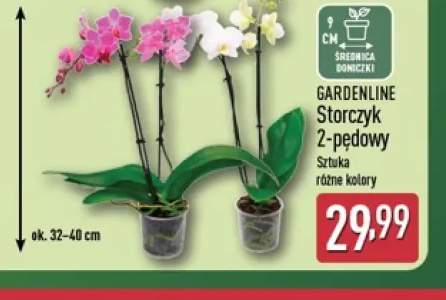 Storczyk 2-pędowy Gardenline