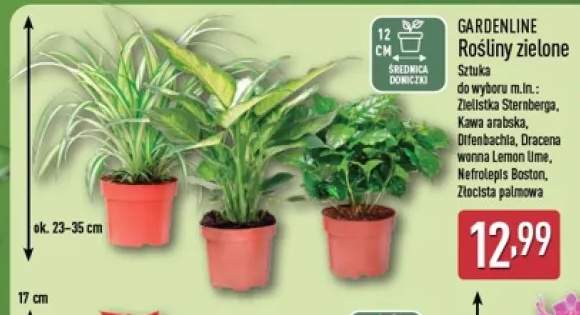 Rośliny zielone Złocista palmowa Gardenline +5 wariantów