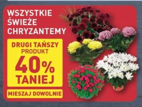 Świeże chryzantemy